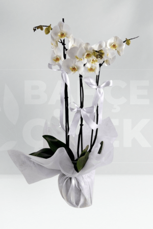 Beyaz Orkide 3 dallı