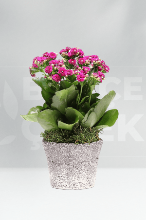 Kalancho Saksı Çiçeği (Pembe)