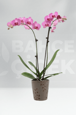 Pembe Çift Dallı Orkide