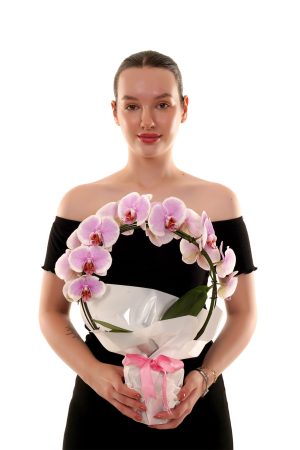 Saksıda S Orkide Pembe